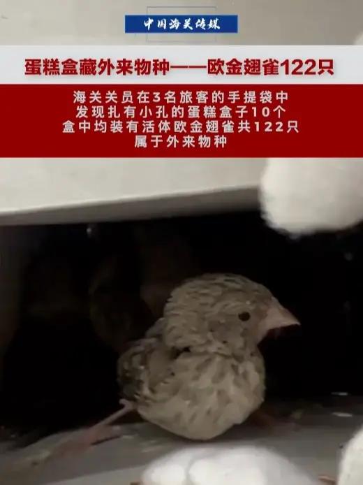 蛋糕盒藏外来物种——欧金翅雀122只。深圳海关关员在3名旅客的手提袋中,发现扎有小孔的蛋糕