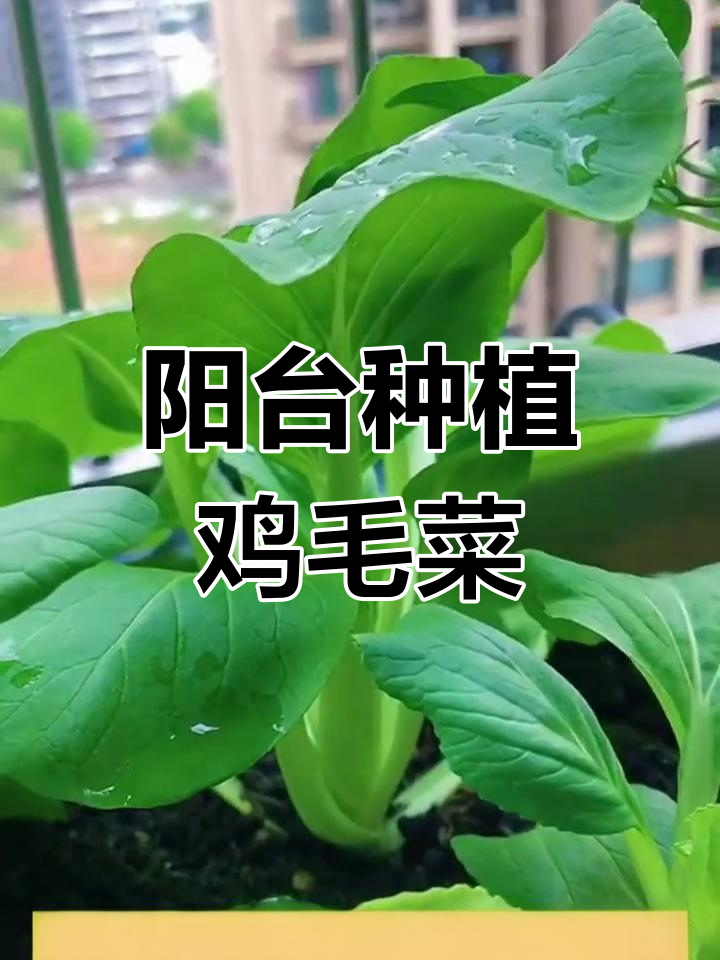 阳台四季种鸡毛菜,生长迅速,轻松栽培!