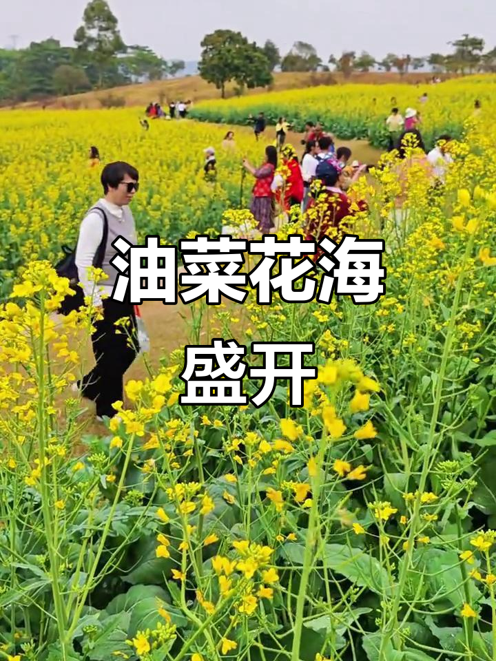 深圳油菜花海,金浪涌动,春日浪漫尽收眼底!