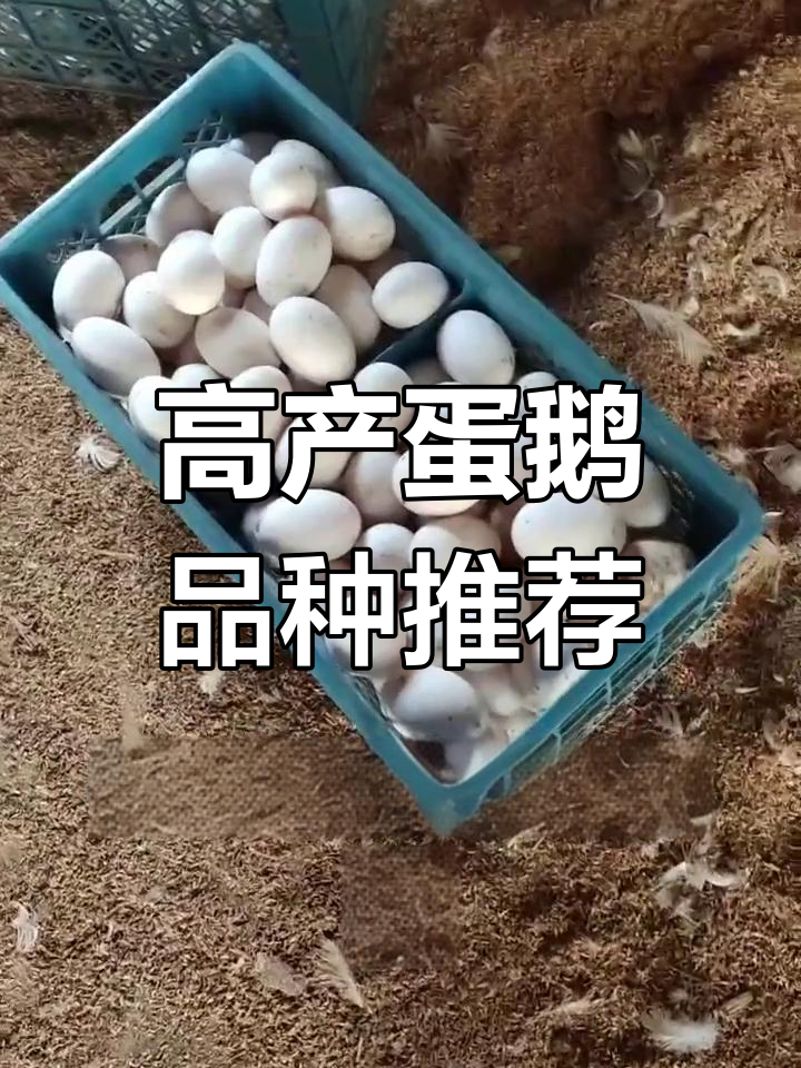 活眼鹅:高产量蛋鹅品种,100天就能产蛋