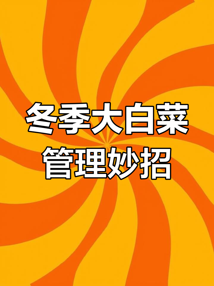 立冬前后大白菜管理技巧,提高产量与品质