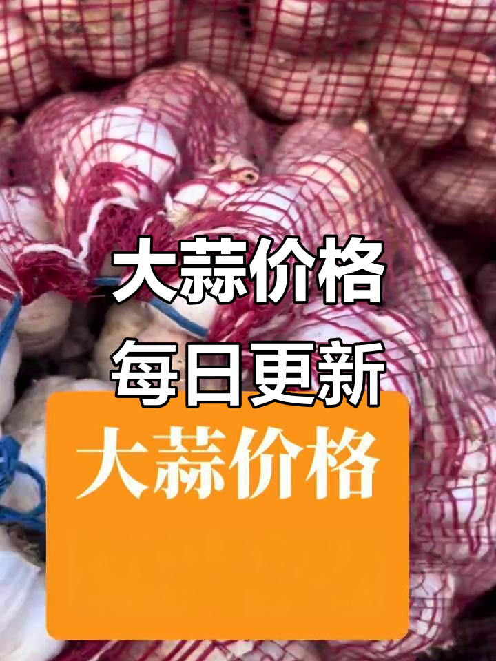 鱼山市场大蒜价格波动,8月20日批发行情解析