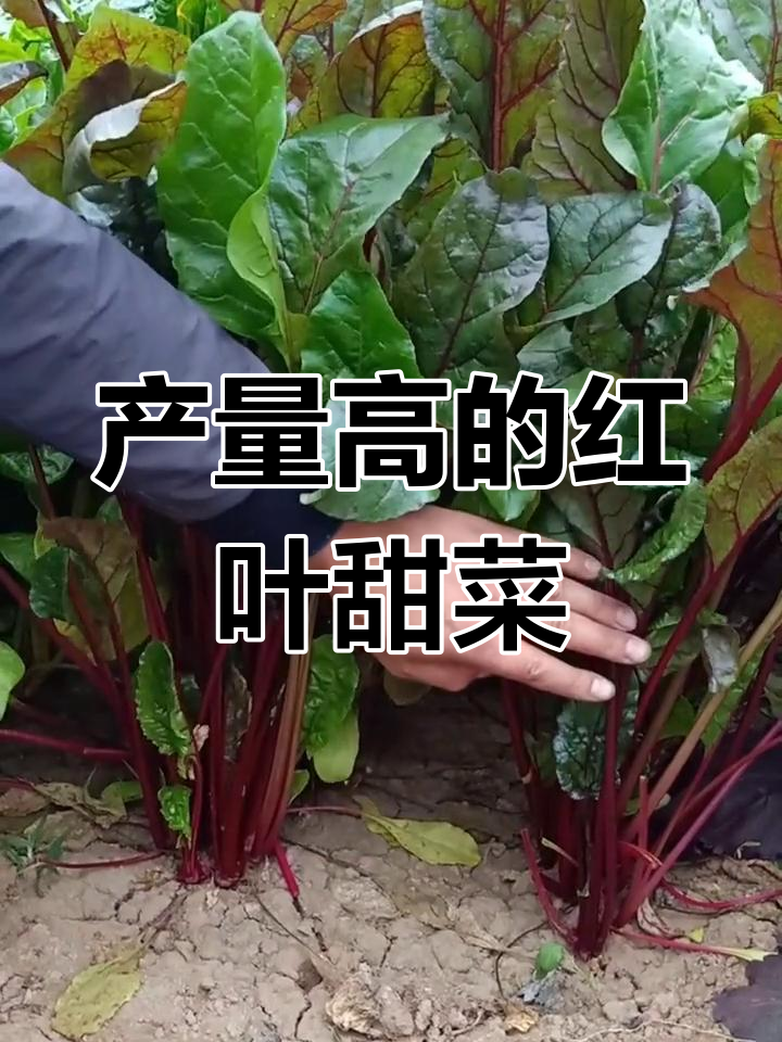 红叶甜菜:越掰越多,一年吃不完