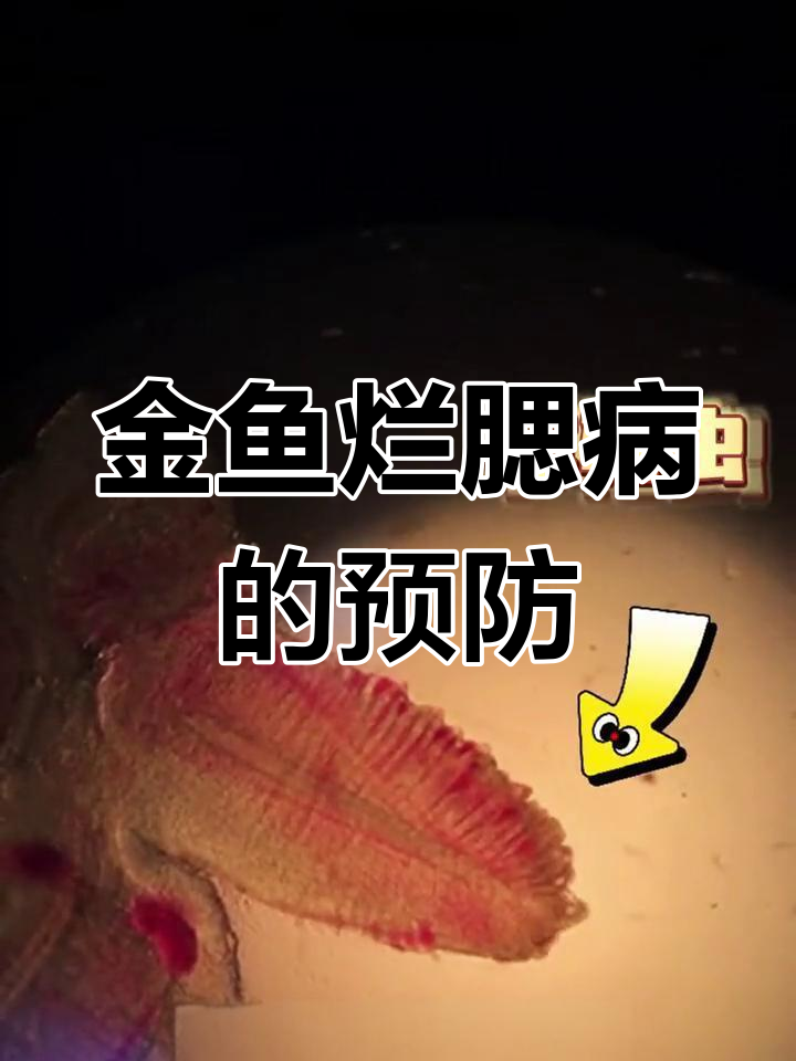 金鱼烂腮病诊断与防治技巧