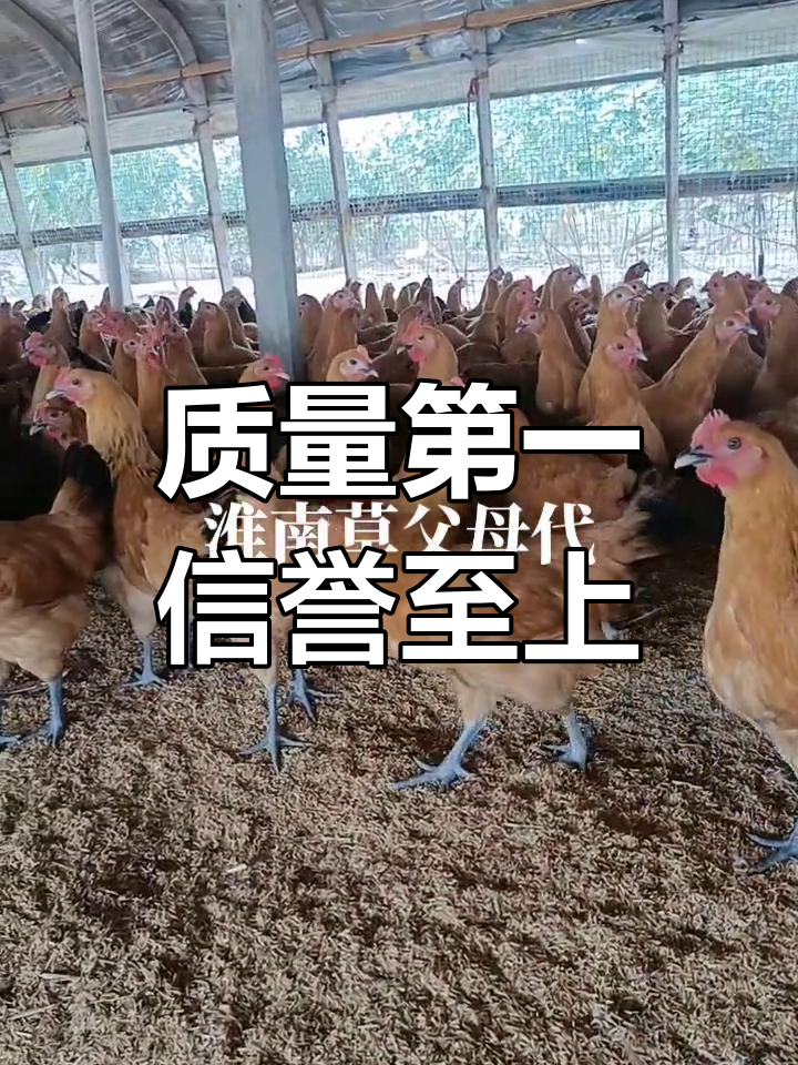 淮南草父母代青脚土鸡苗,质量与诚信并重