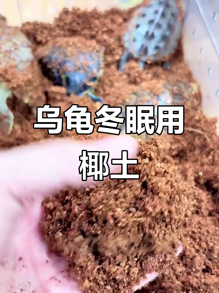 乌龟冬眠神器:椰土+苔藓,简单又保暖