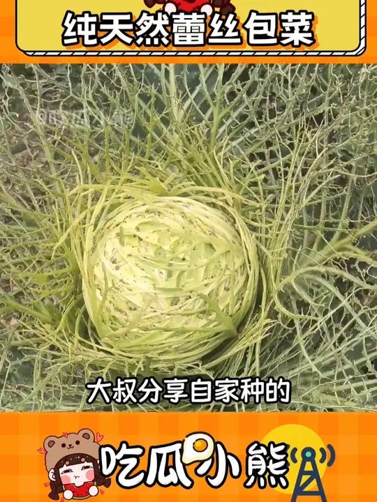 虫子:果然还是是有机蔬菜,就得听专家的(嚼嚼嚼)好吃无公害