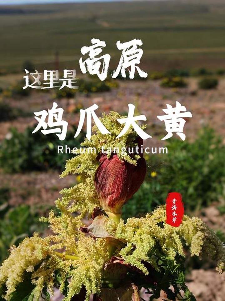 金厂黄厂 要命的阎王，青海的道地药材，鸡爪大黄