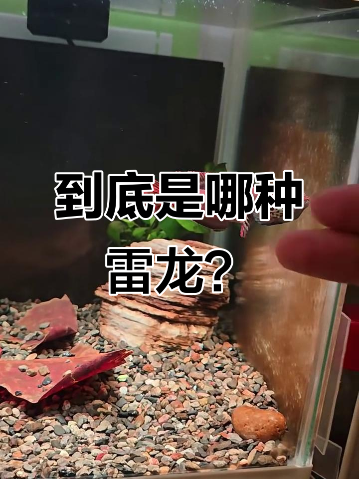 七彩雷龙与巧克力雷龙的真相大揭秘