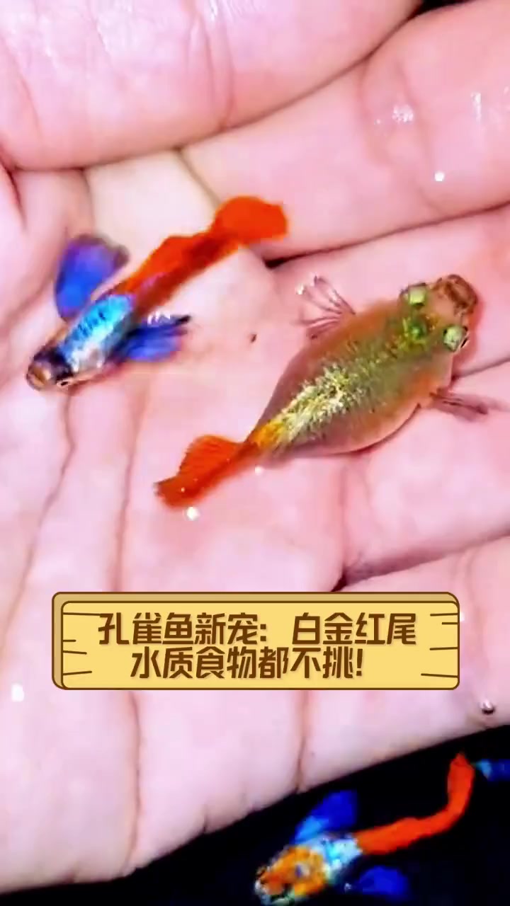 孔雀鱼新宠:白金红尾,水质食物都不挑!