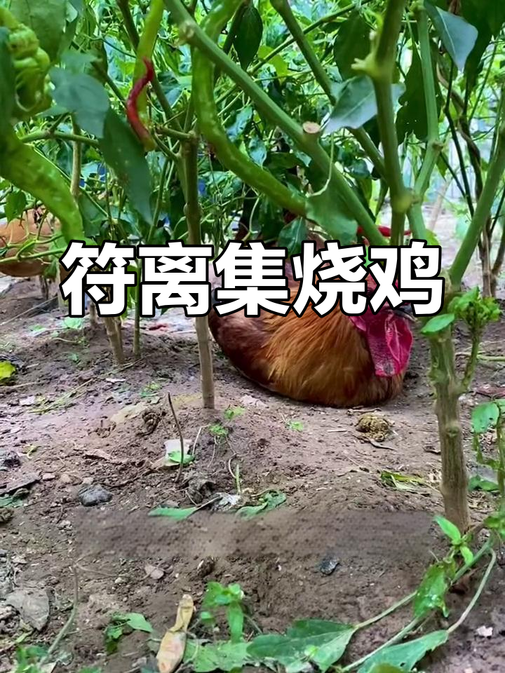 宿州符离集烧鸡的历史与制作工艺