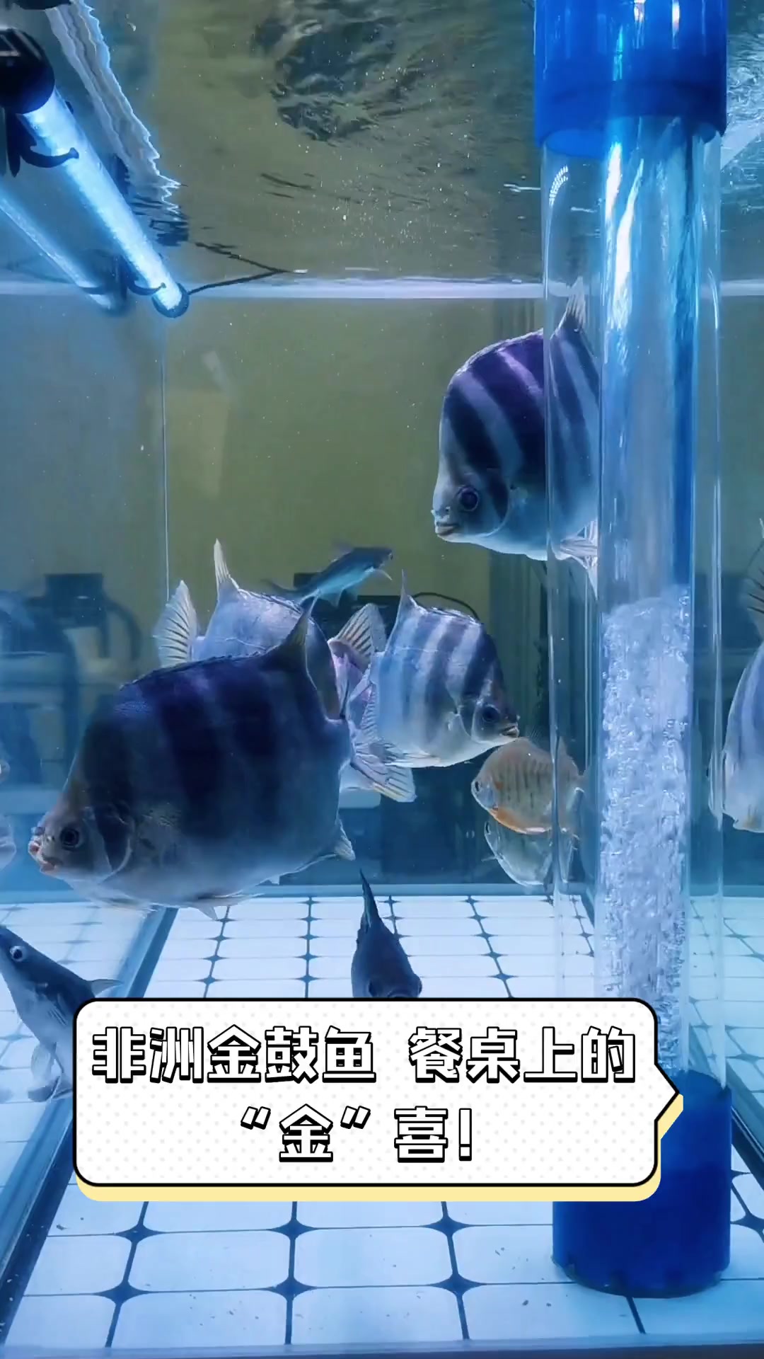 非洲金鼓鱼,餐桌上的“金”喜!