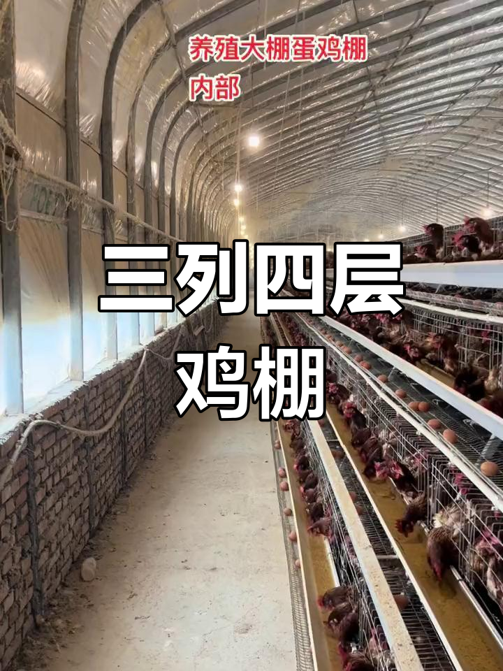 河南牧丰养殖大棚内部结构,三裂四层鸡笼设计