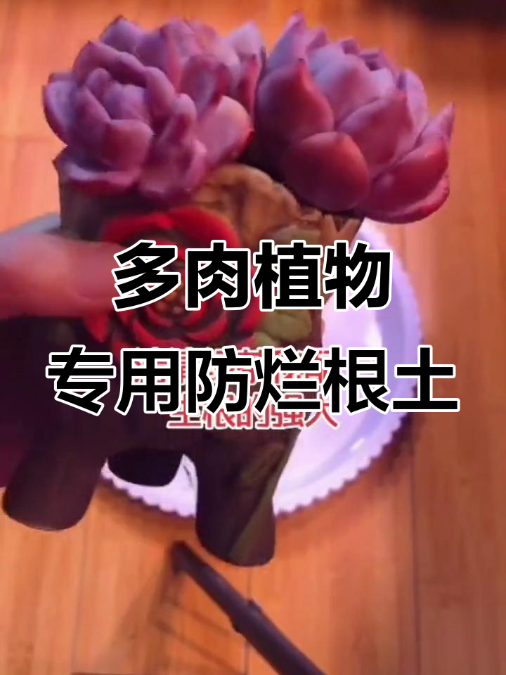 防烂根必备!清清绿茶多肉颗粒土,让根部更健康