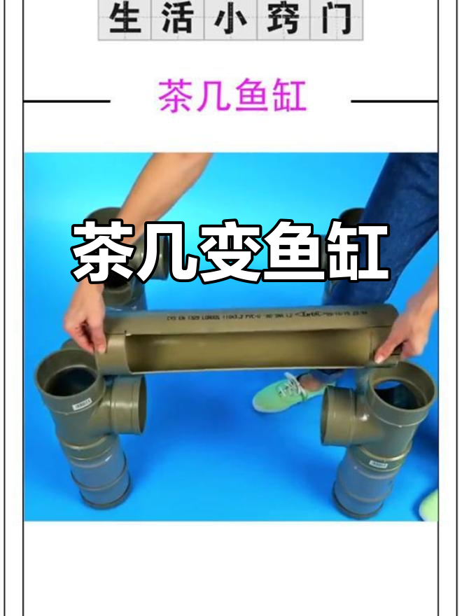 茶几也能养鱼?快来试试吧,超有趣!