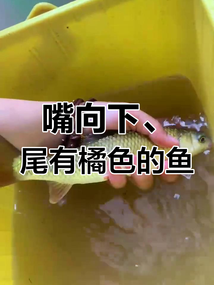 嘴巴朝下,橘色鱼鳍的神秘鱼类