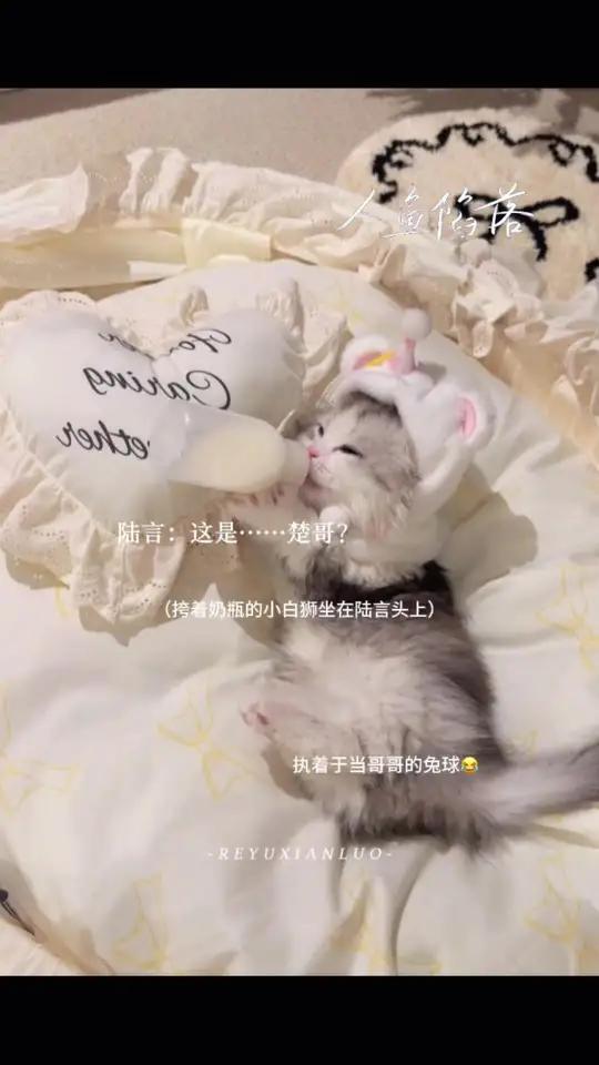 “你们摸我弟弟”“叫哥哥就给你喝”执着于当哥哥的兔球 人鱼陷落广播剧小说@