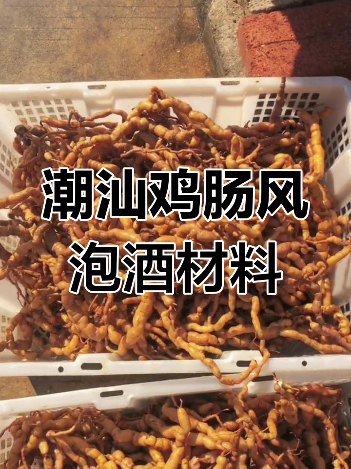潮汕特产鸡肠风,清洗晾晒准备泡酒
