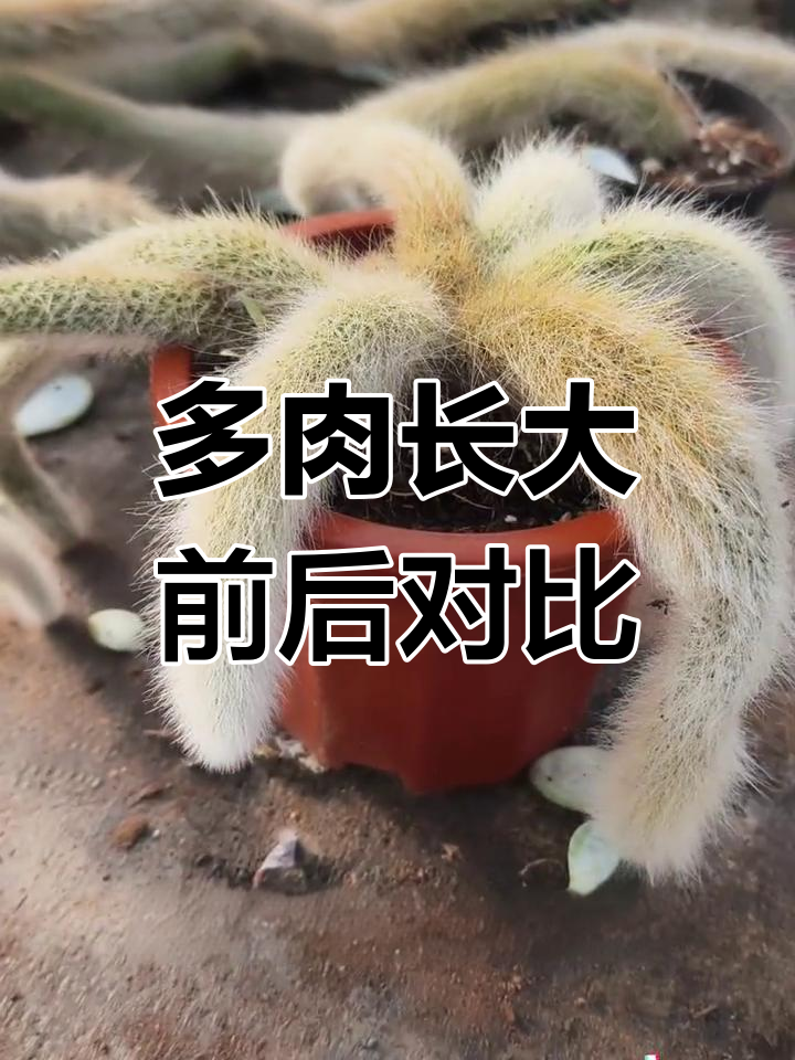 九尾狐多肉成长对比,从小到大变化惊人