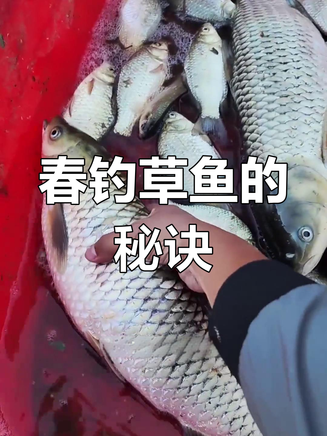 春季钓草鱼技巧:如何选择浮底钓法,轻松爆护