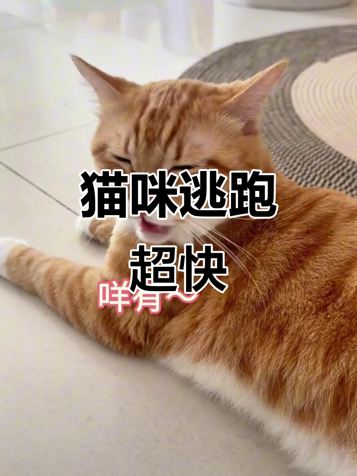 猫科动物逃跑速度惊人,我家猫咪能抓老鼠吗?