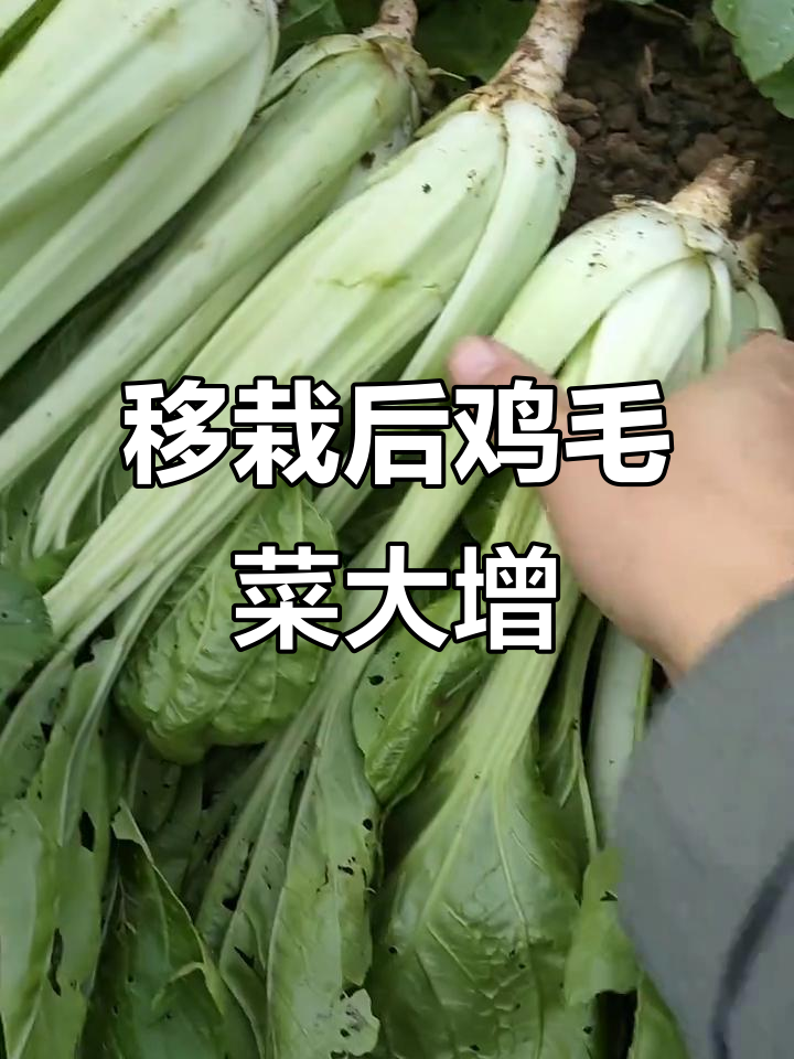 移栽后的鸡毛菜竟然能长这么大,纯天然绿色蔬菜真神奇