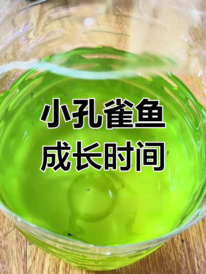 孔雀鱼小鱼苗多久能长大?三个月到六个月性成熟