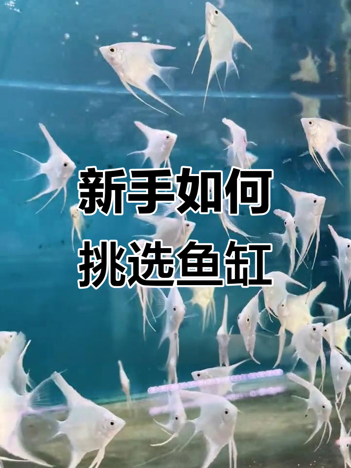 新手选鱼缸必看!尺寸玄学与性价比全解析
