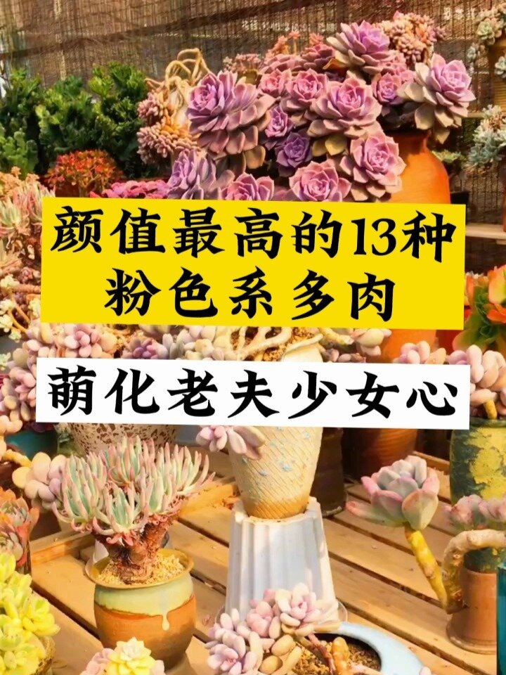 颜值最高的13种粉色系多肉