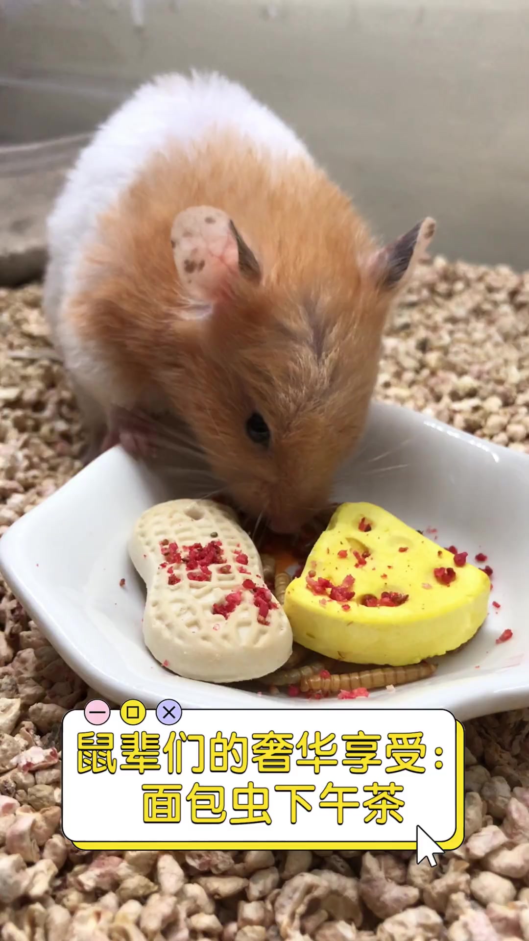 鼠辈们的奢华享受:面包虫下午茶