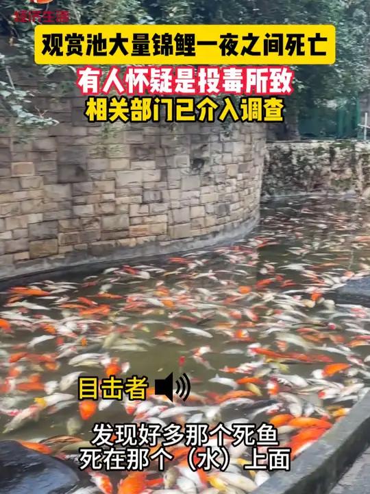 1月12日,重庆观音桥一观赏池有大量锦鲤死亡。目前,辖区相关部门已介入