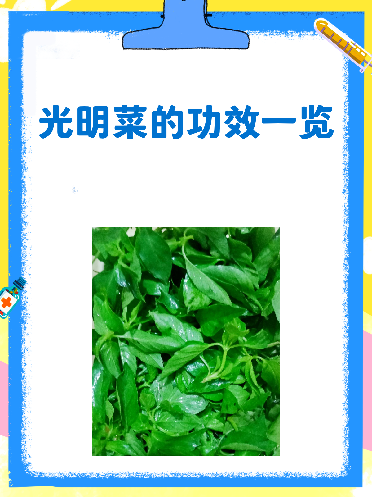 光明菜?听说是养生新宠儿功效大揭秘!