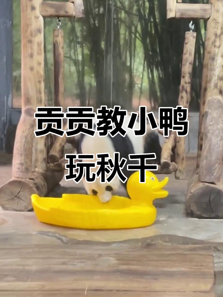熊猫贡贡巧妙带小鸭子荡秋千,真是太聪明了!