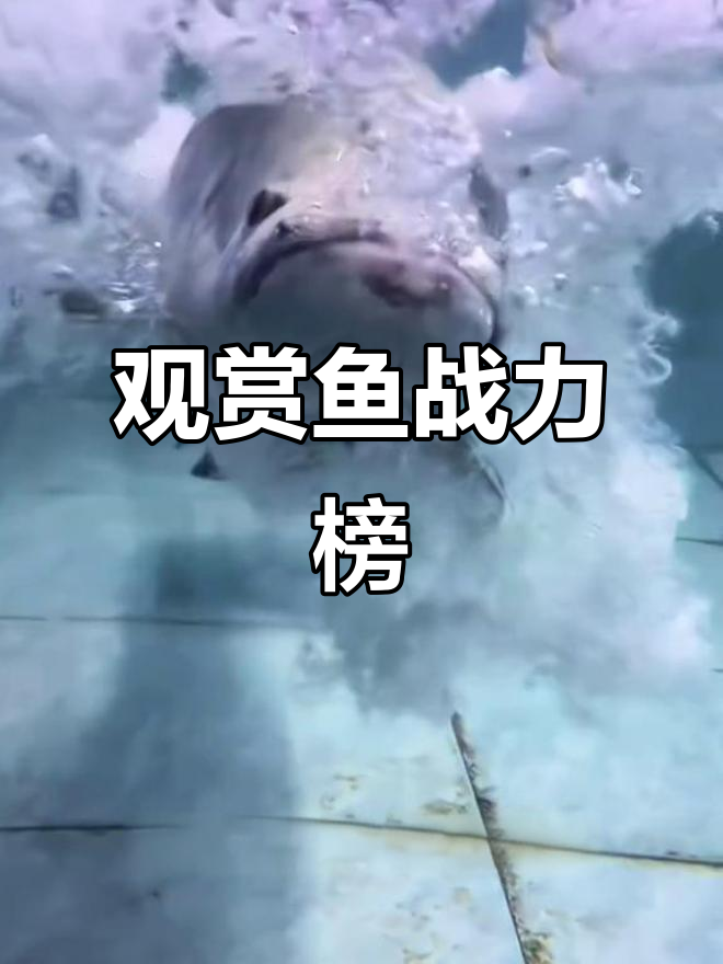 观赏鱼战斗力排行：斑马狗头为何称霸水族世界