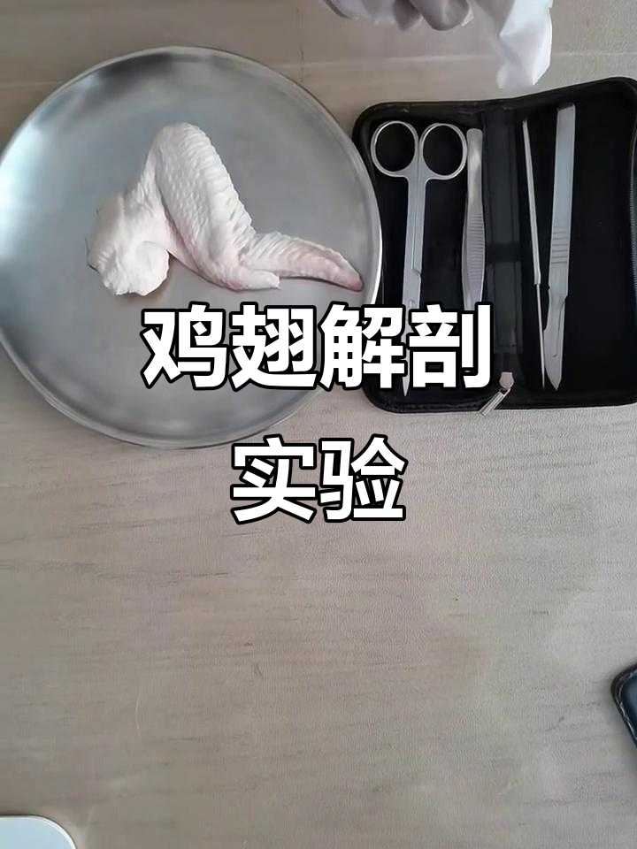 解剖鸡翅,探索肌肉与骨骼的协调运动