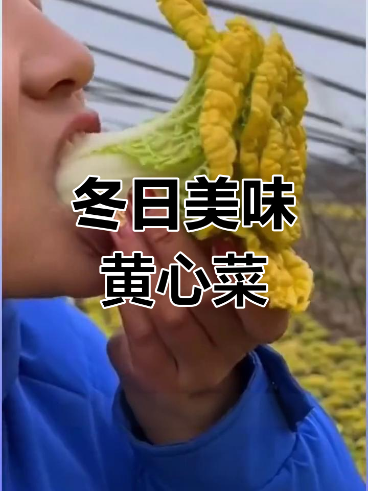 黄心乌塔菜,冬季也能种植,口感远超白菜!