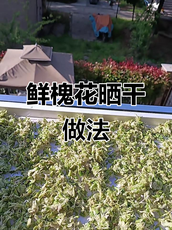 槐花晒干做包子饺子,香气扑鼻!