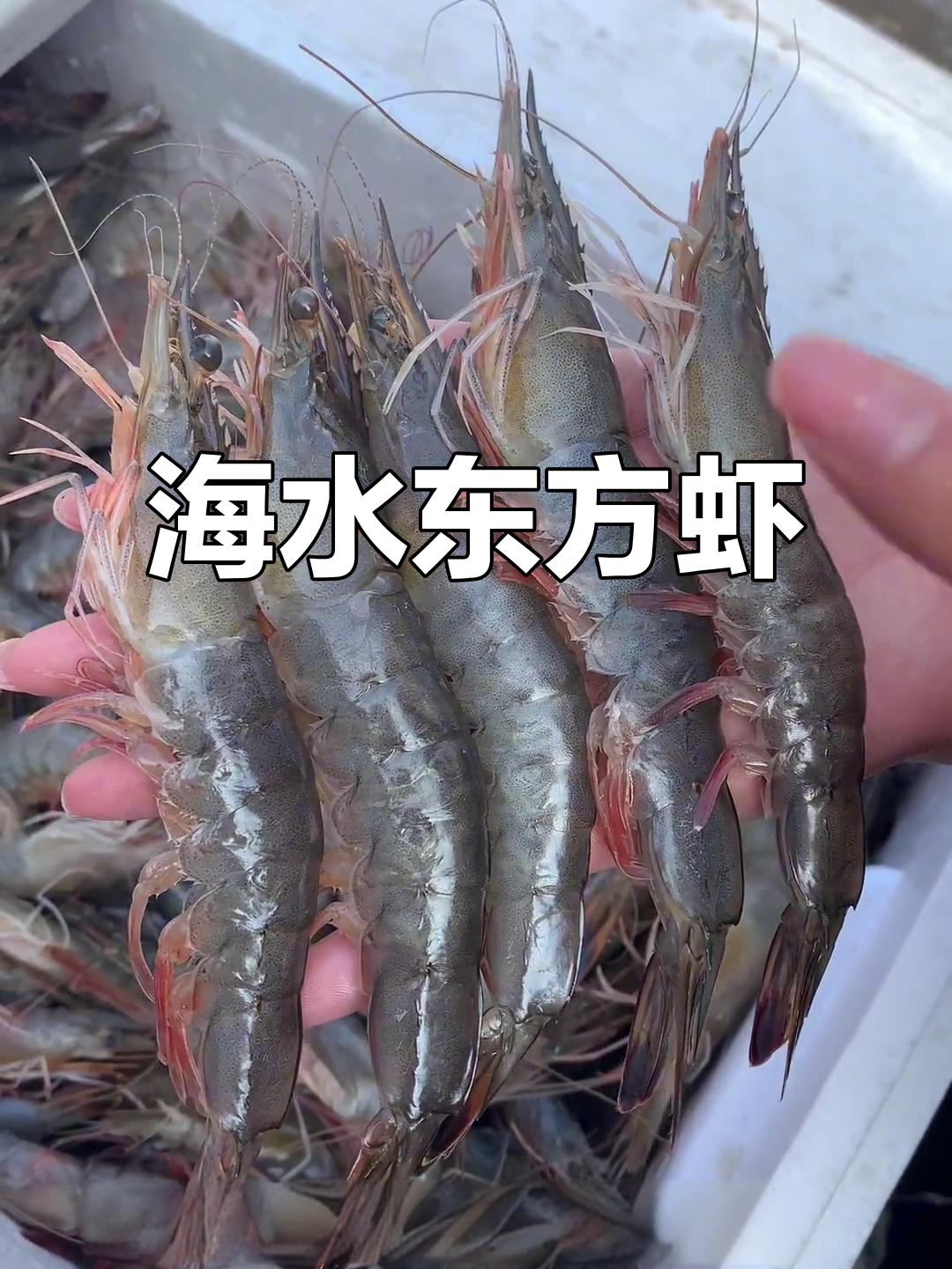 东方虾:海水大虾的鲜美秘密,中秋必吃美味