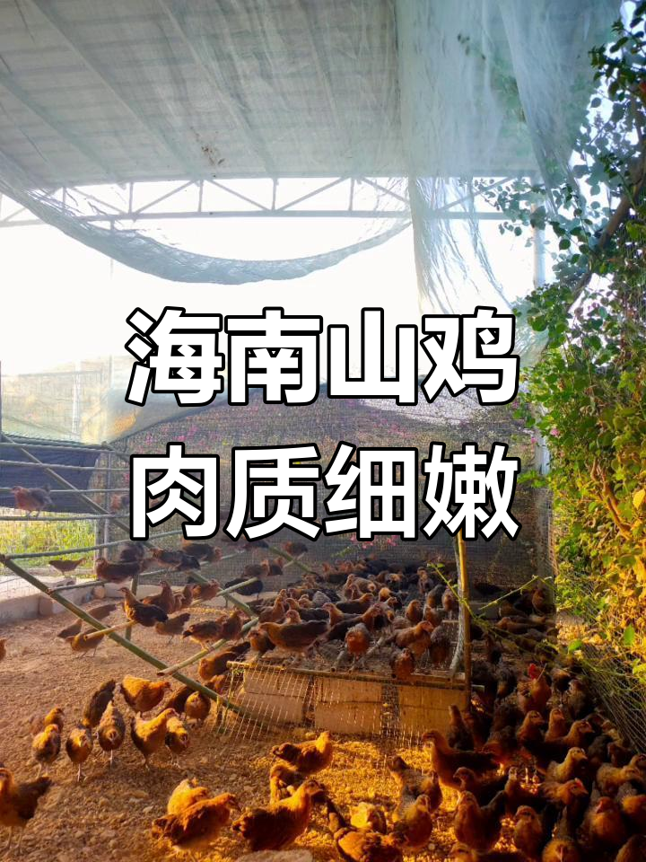海南山鸡:营养丰富,肉质鲜美,飞行能力惊人