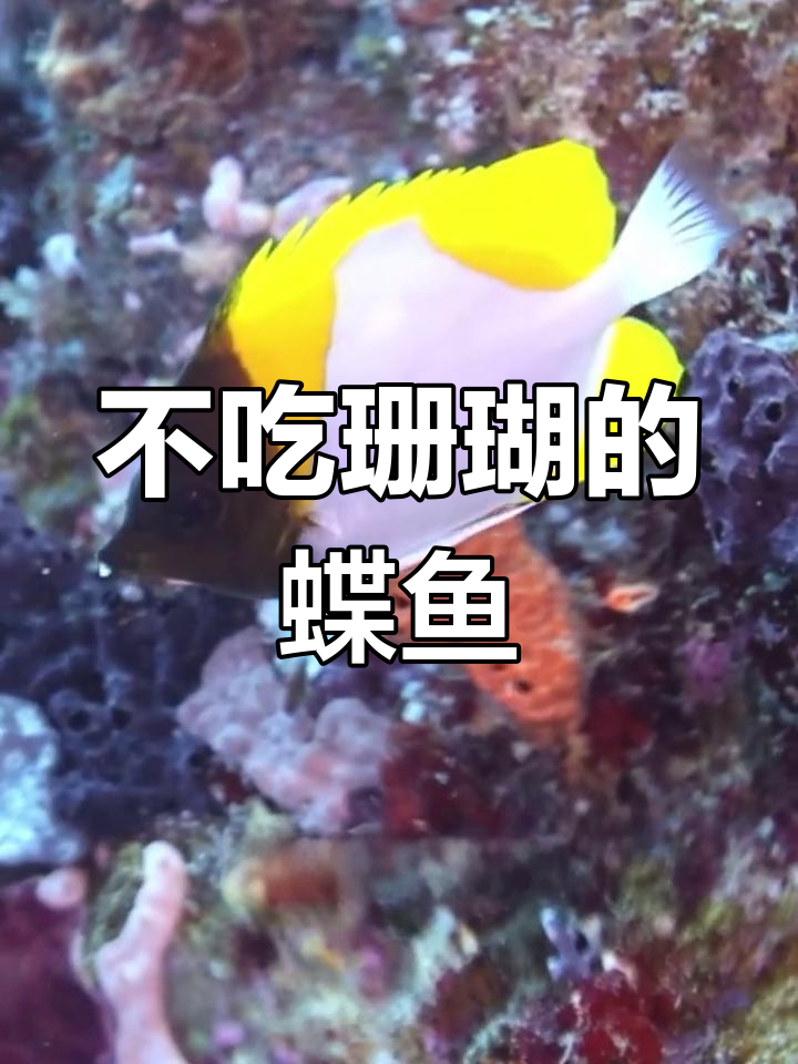 唯一不吃珊瑚的蝶鱼,钻石蝶真的不碰珊瑚吗?