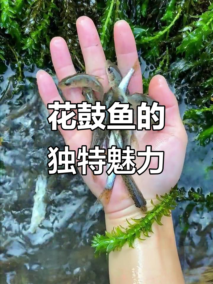 四川花鼓鱼:美味的小型杂食性鱼类,长不大却鲜嫩无比