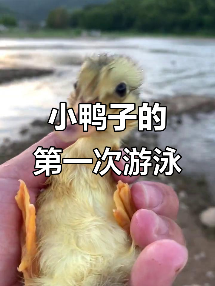 小鸭子首次游泳,萌态十足,湿漉漉回家超可爱