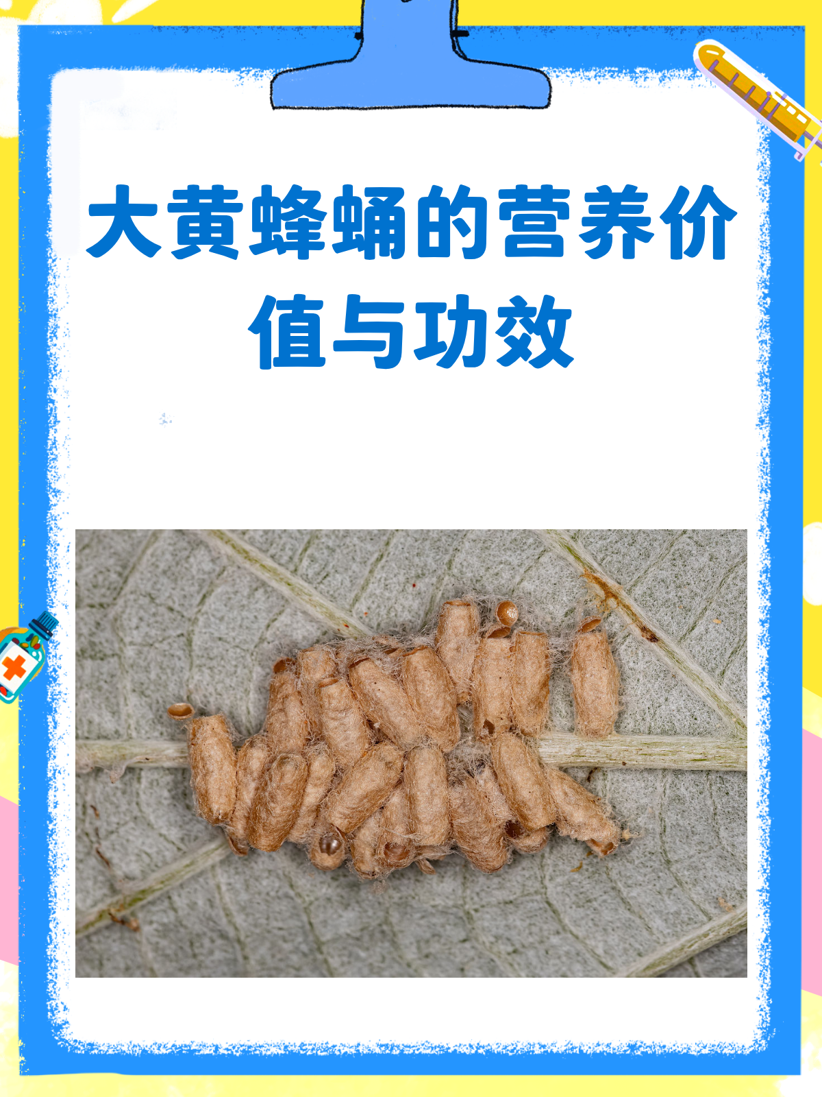 大黄蜂蛹,营养满满的小身板藏着大能量!
