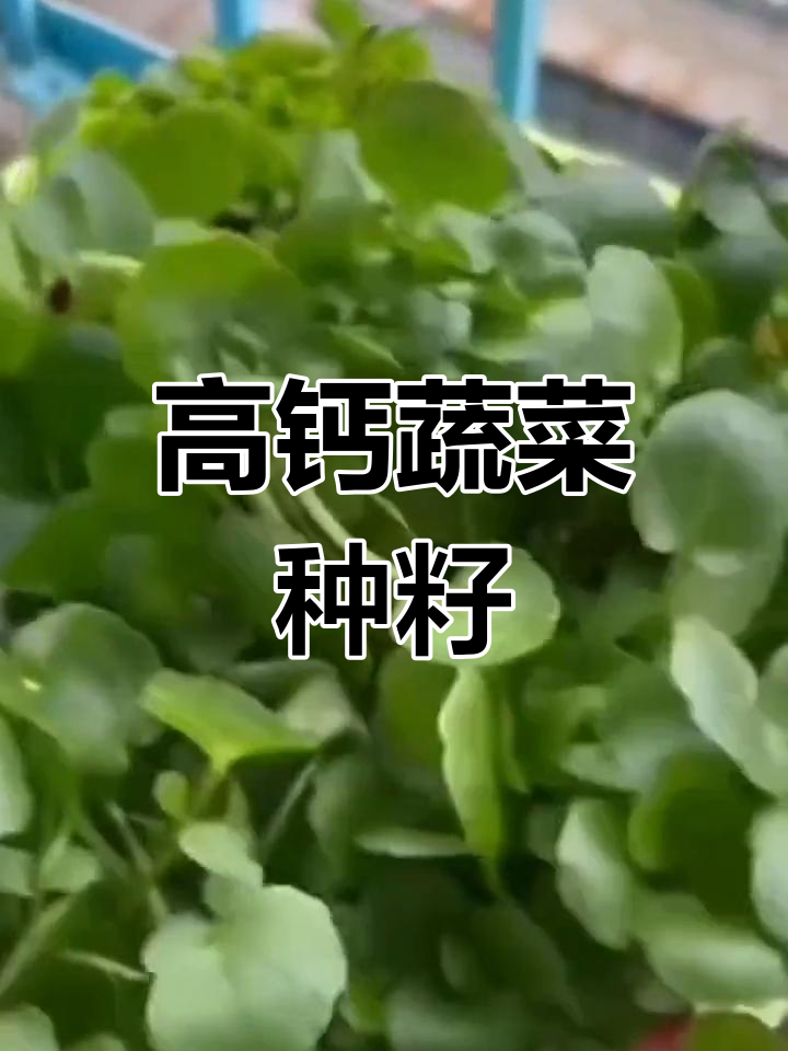 四季耐热,高钙蔬菜种子,阳台盆栽轻松种植
