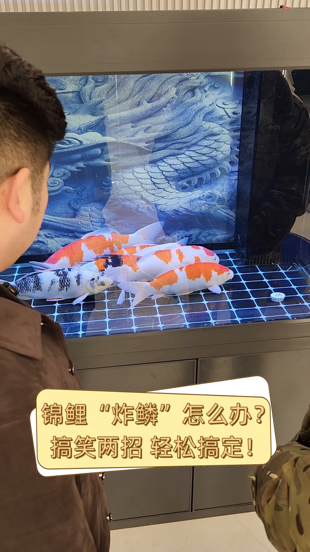 锦鲤“炸鳞”怎么办?搞笑两招,轻松搞定!