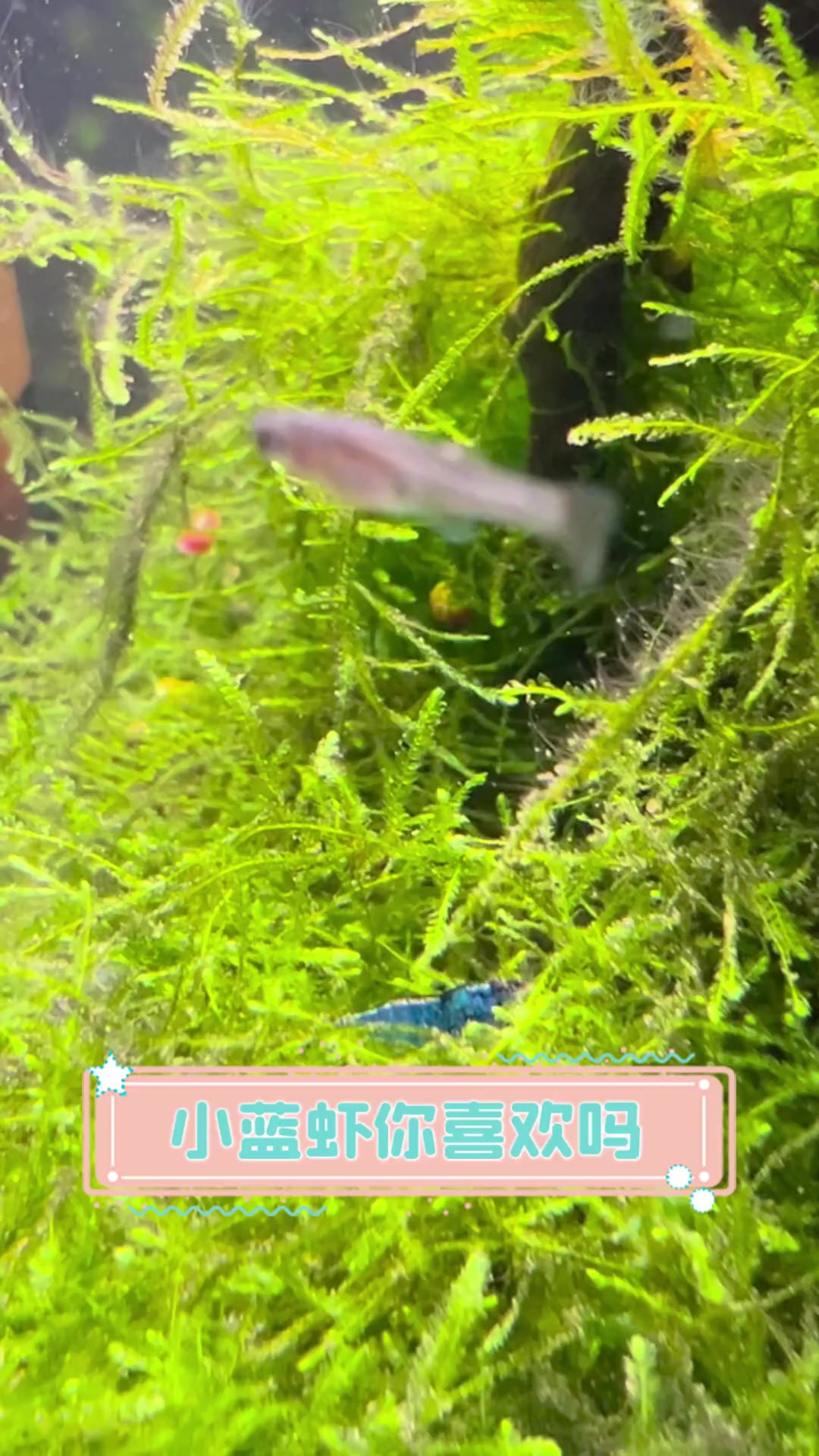 小蓝虾你喜欢吗