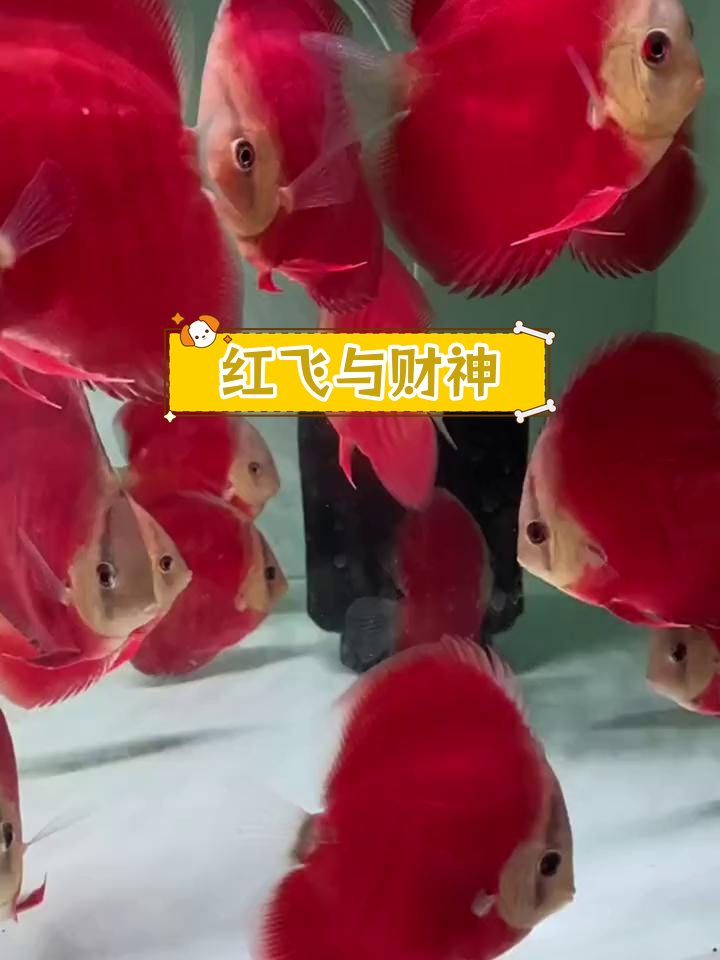 七彩神仙鱼红色品种介绍:红飞与财神