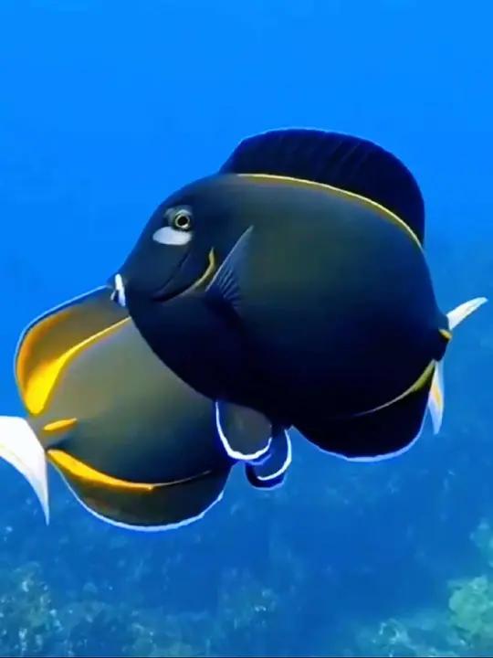 一起享受大自然的美,蓝色治愈系 奇妙的海洋生物海底真实视频鱼儿自由自在的海中游