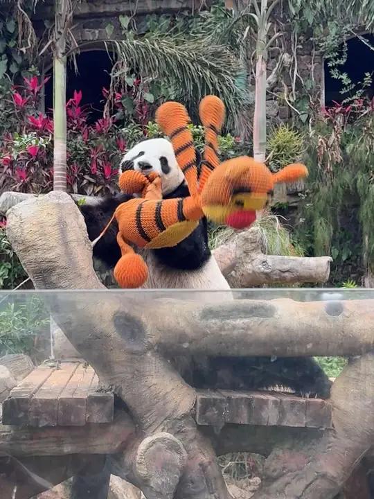 大老早小企鹅舜就在玩老虎不亦乐乎