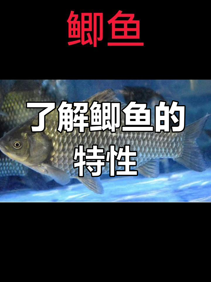 鲫鱼知识大揭秘:从外貌到营养价值全解析